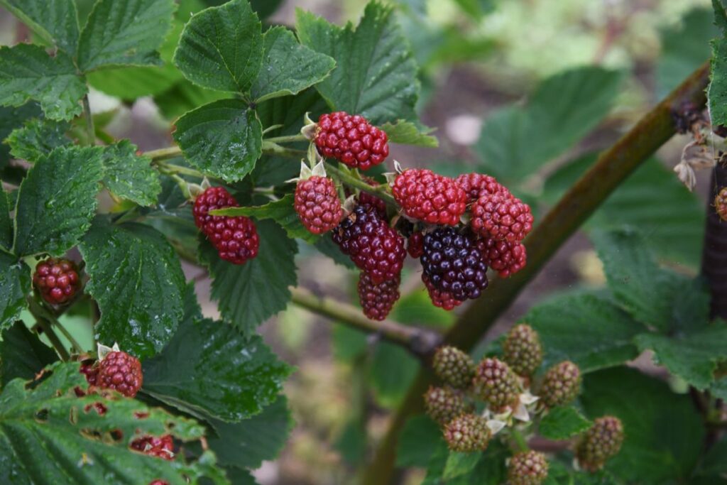 fruit à éviter pendant la grossesse : les baies